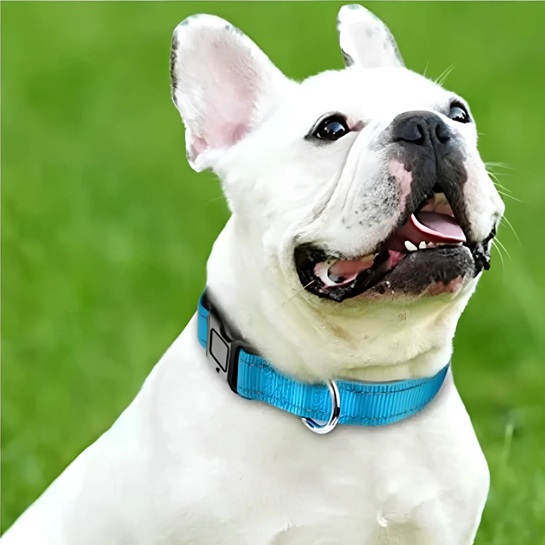 Adjustable Reflective Nylon Dog Collar with Soft Padding & Bone Tag